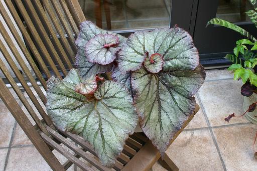 B. ‘Louise Erdody’